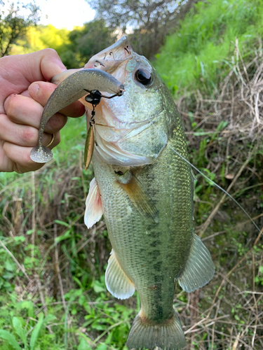 ラージマウスバスの釣果