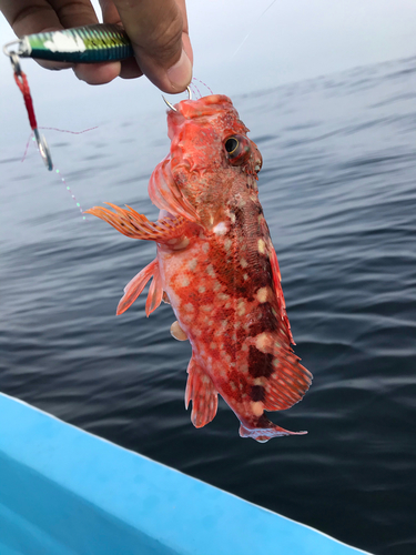 ガシラの釣果