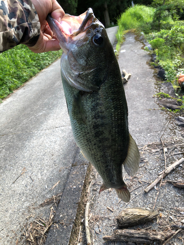 ブラックバスの釣果