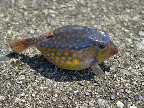 ハコフグの釣果