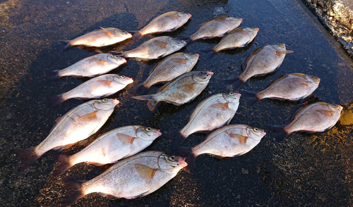 ウミタナゴの釣果