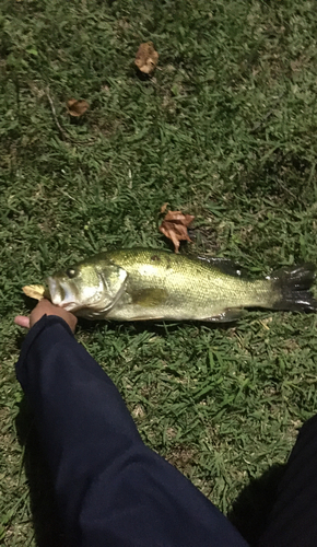 ラージマウスバスの釣果