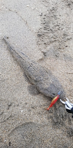 マゴチの釣果