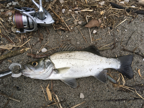 セイゴ（ヒラスズキ）の釣果