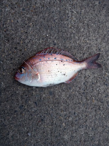 タイの釣果