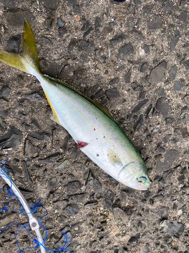 ヒラマサの釣果