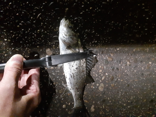 セイゴ（マルスズキ）の釣果