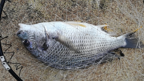 キビレの釣果