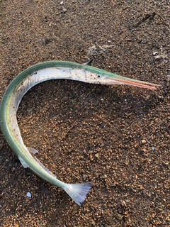 ダツの釣果