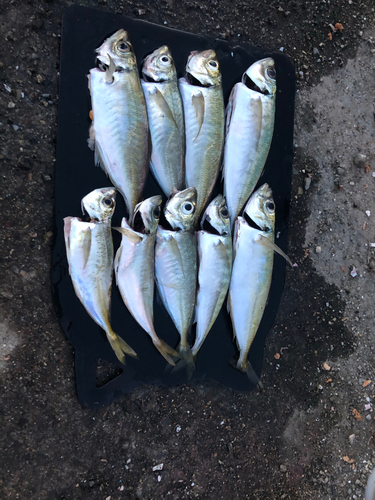 アジの釣果