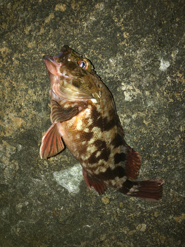 カサゴの釣果