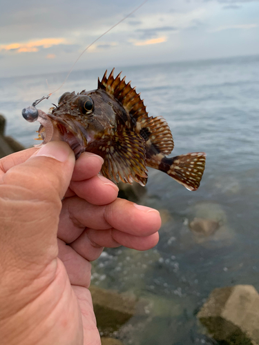 カサゴの釣果