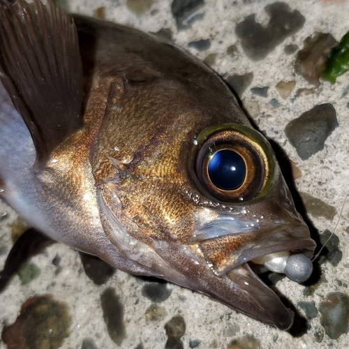 メバルの釣果