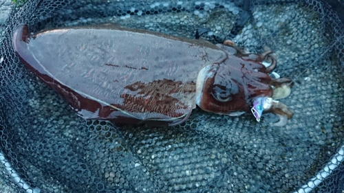 モンゴウイカの釣果