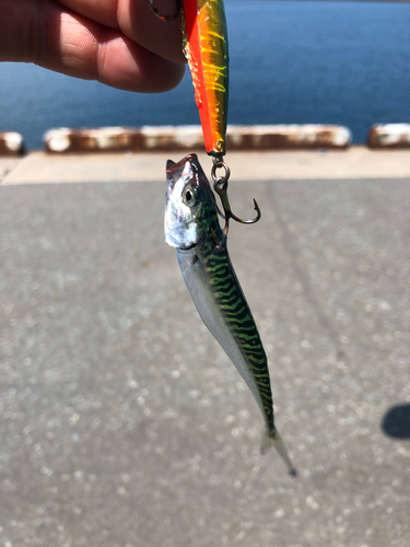 サバの釣果