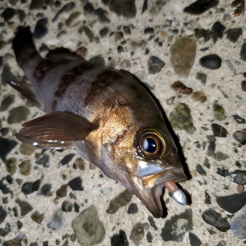 メバルの釣果