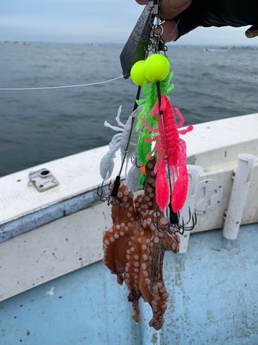 マダコの釣果