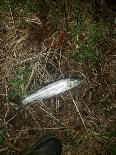 ウグイの釣果