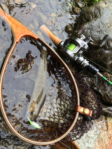 イワナの釣果