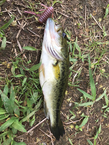 ブラックバスの釣果