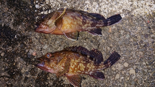 カサゴの釣果