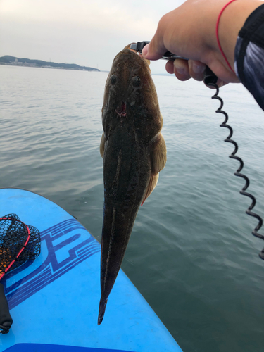 マゴチの釣果