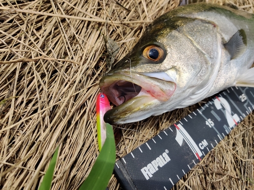 シーバスの釣果