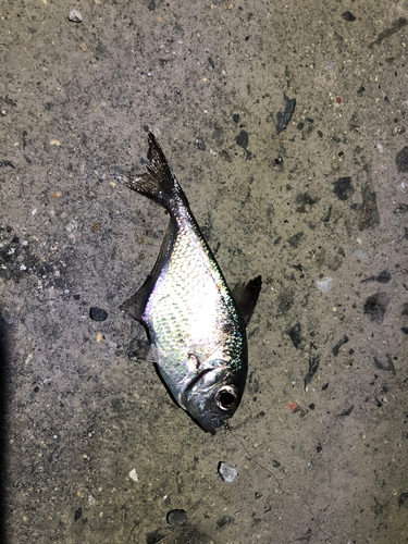 ミナミハタンポの釣果