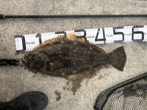 ヒラメの釣果