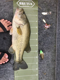 ブラックバスの釣果