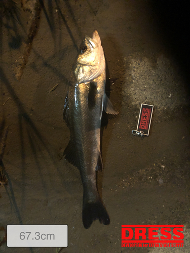 シーバスの釣果