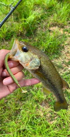 ブラックバスの釣果