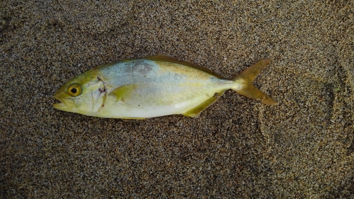 ショゴの釣果