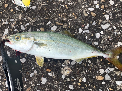 ワカシの釣果