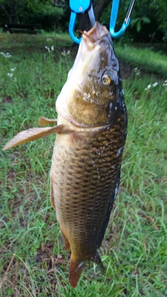 コイの釣果