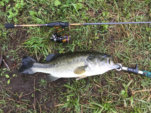 ブラックバスの釣果