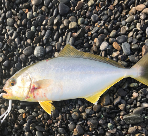 ショゴの釣果