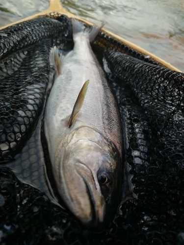 ヤマメの釣果