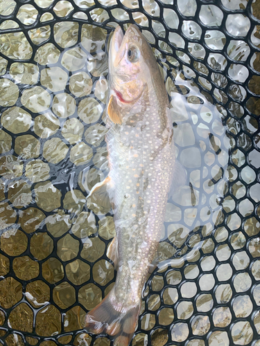 イワナの釣果