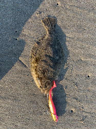 ヒラメの釣果