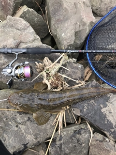 マゴチの釣果