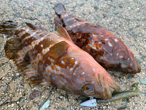 キジハタの釣果