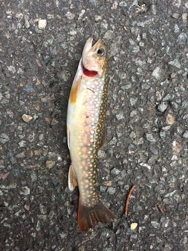 イワナの釣果