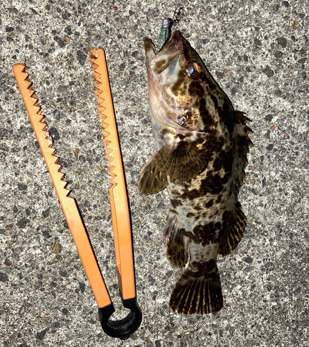 タケノコメバルの釣果