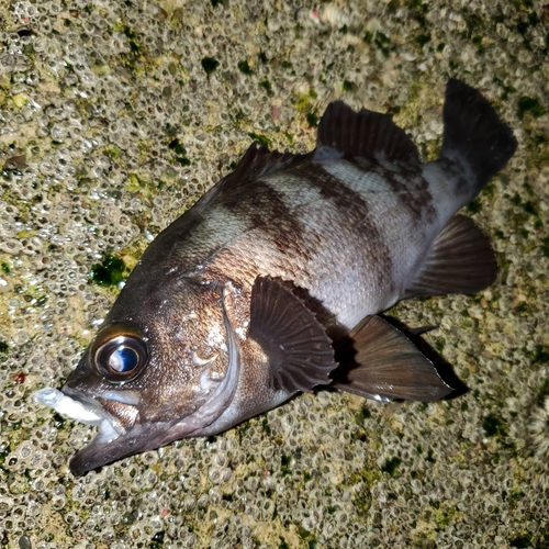 メバルの釣果