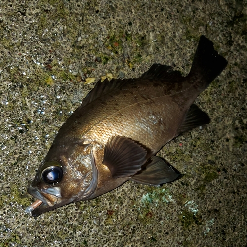 メバルの釣果