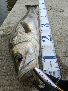 シーバスの釣果