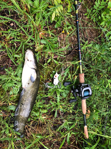 ナマズの釣果