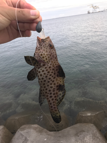 シロブチハタの釣果