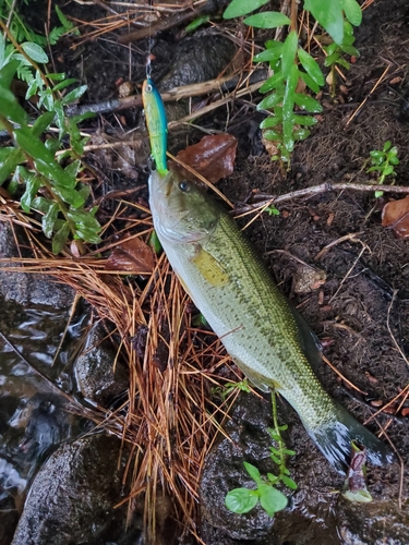 ラージマウスバスの釣果